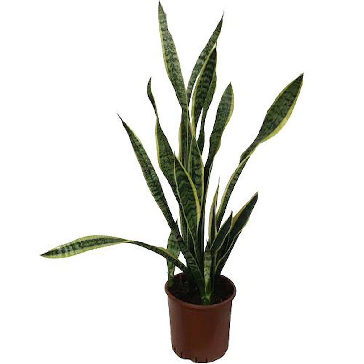 Sansevieria Trifasciata Çok Köklü 100 CM