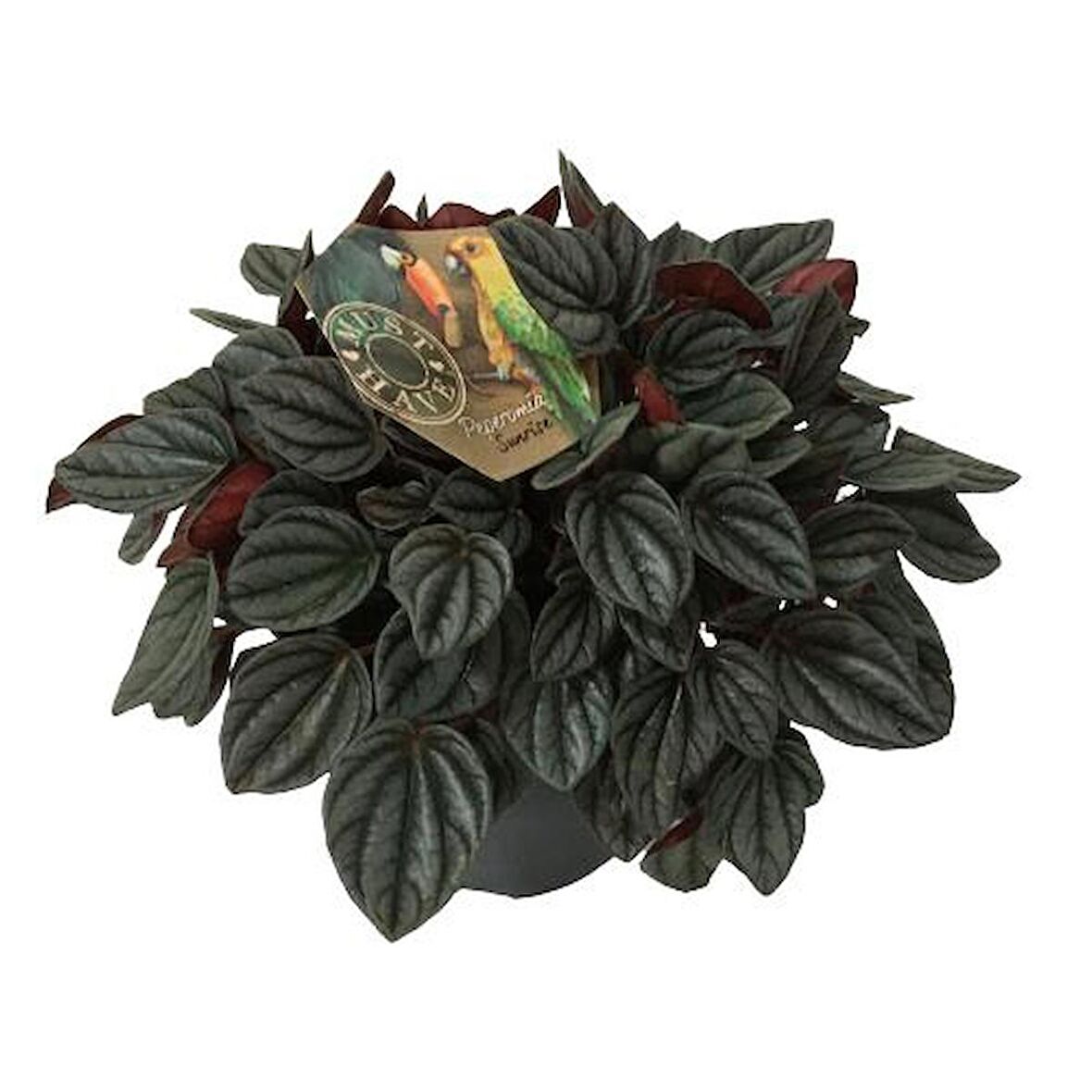 Peperomia Caperata Sunrise 17 cm'lik Saksıda