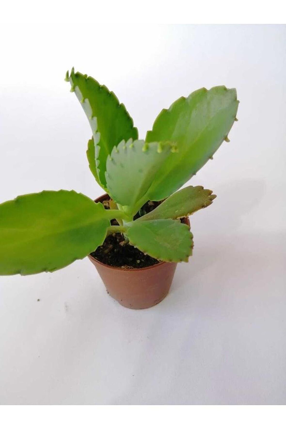 Aşkın Gözyaşı Çiçeği 10-20 Cm