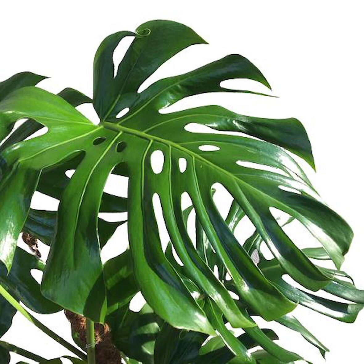 Yosunlu Destek Çubuğu İle Monstera  140 Cm Deve Tabanı