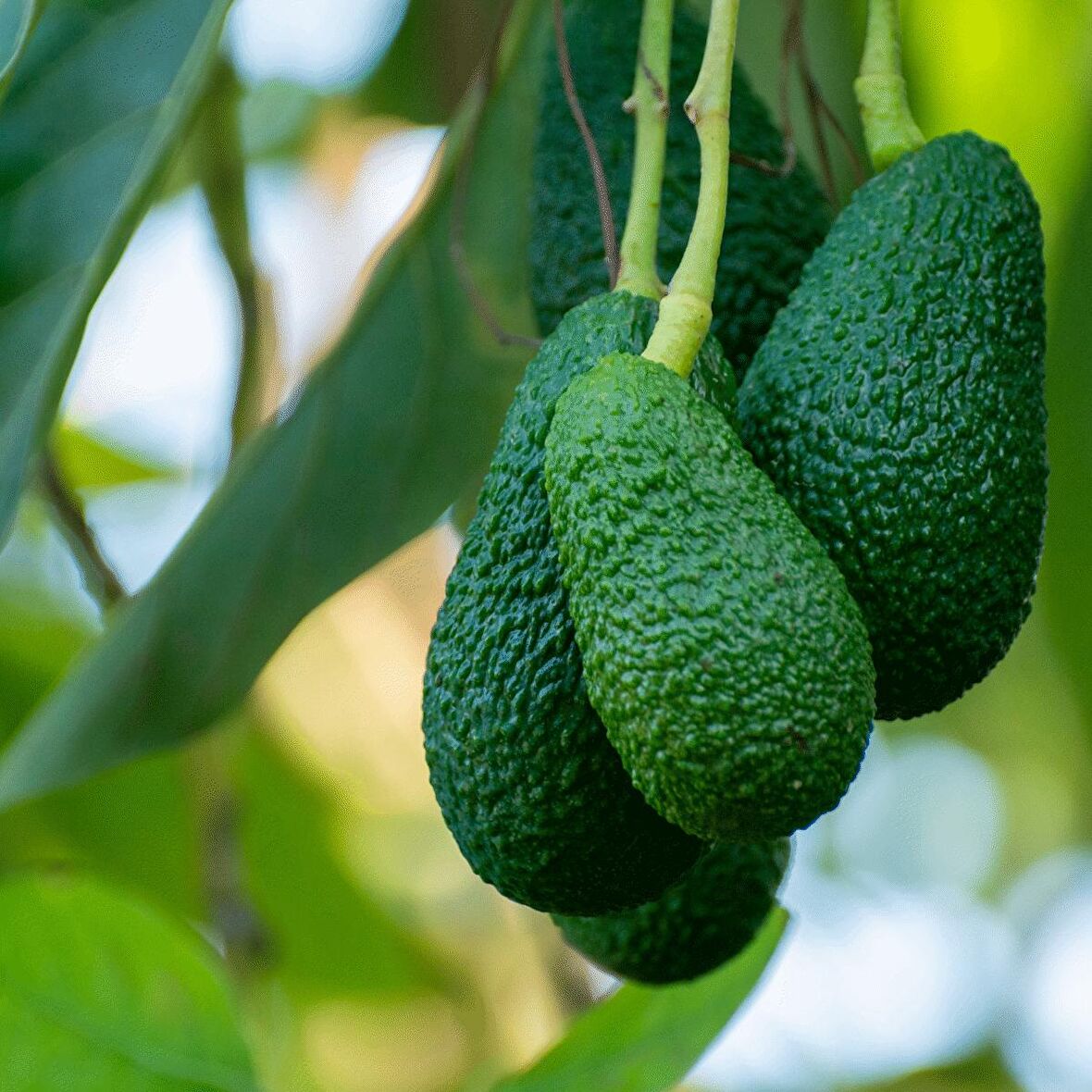 Avokado 10'lu Fırsat Paketi