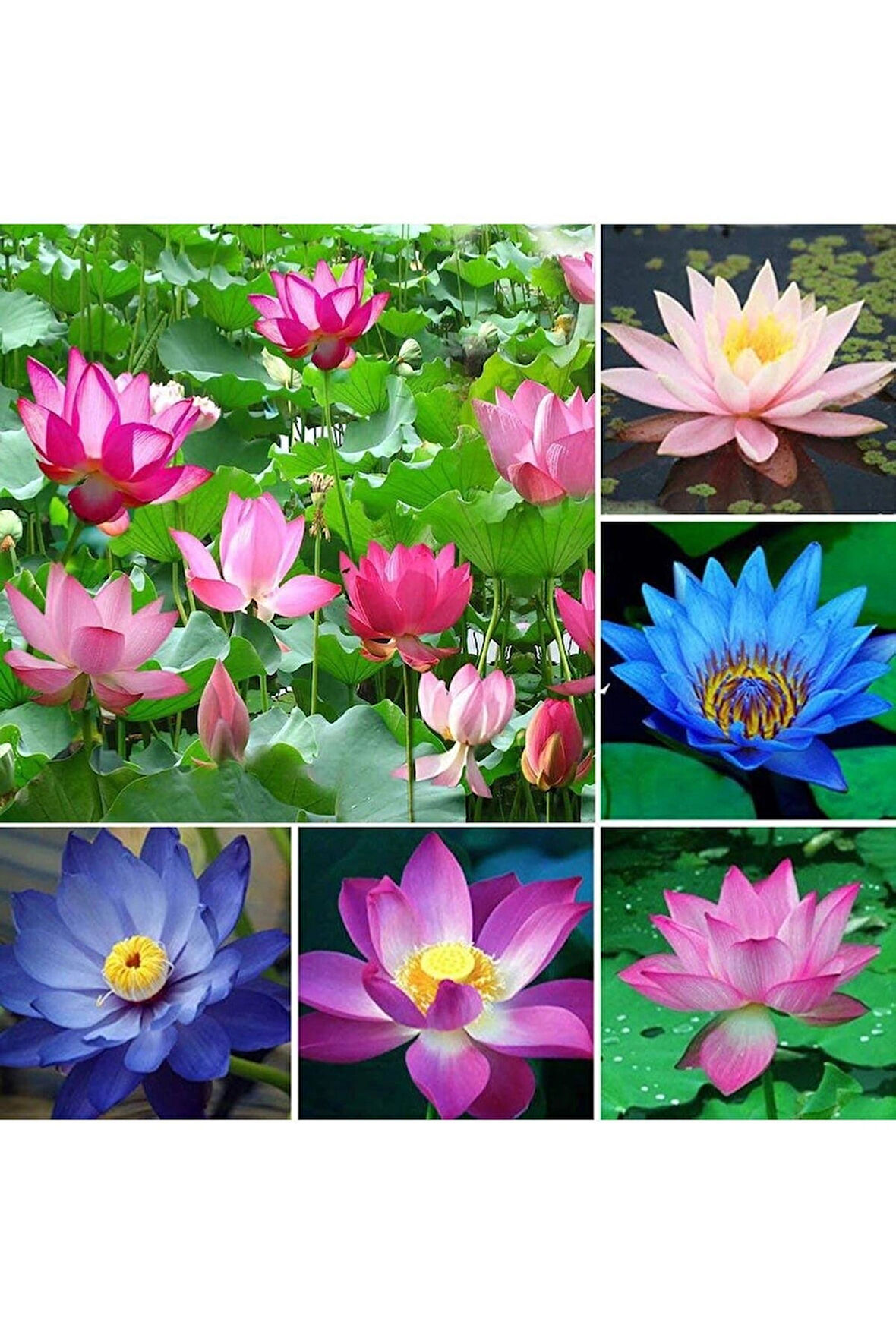  4 Adet Karışık Renklerde Lotus (Nilüfer) Çiçeği Tohumu