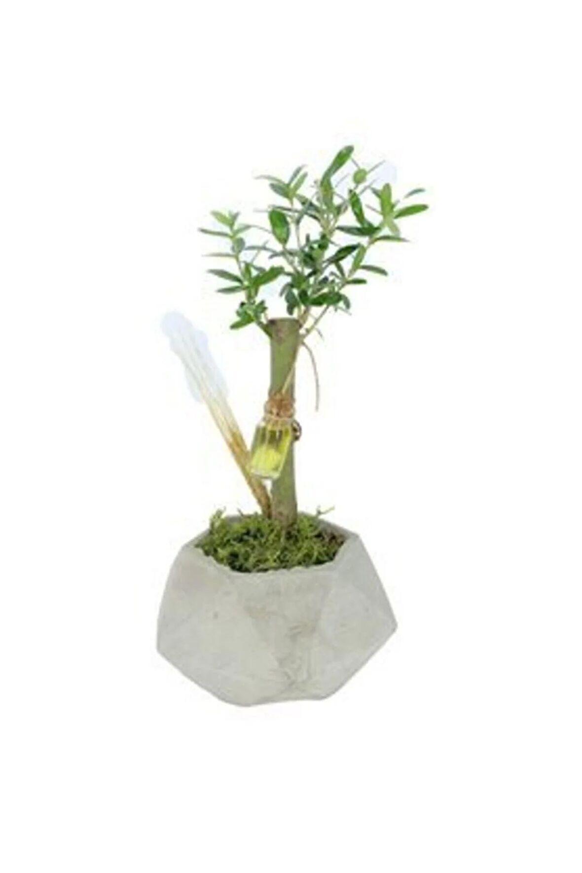 Zeytin Ağacı Bonsai & Gri Geometrik Beton Saksıda Lik Canlı Çiçek