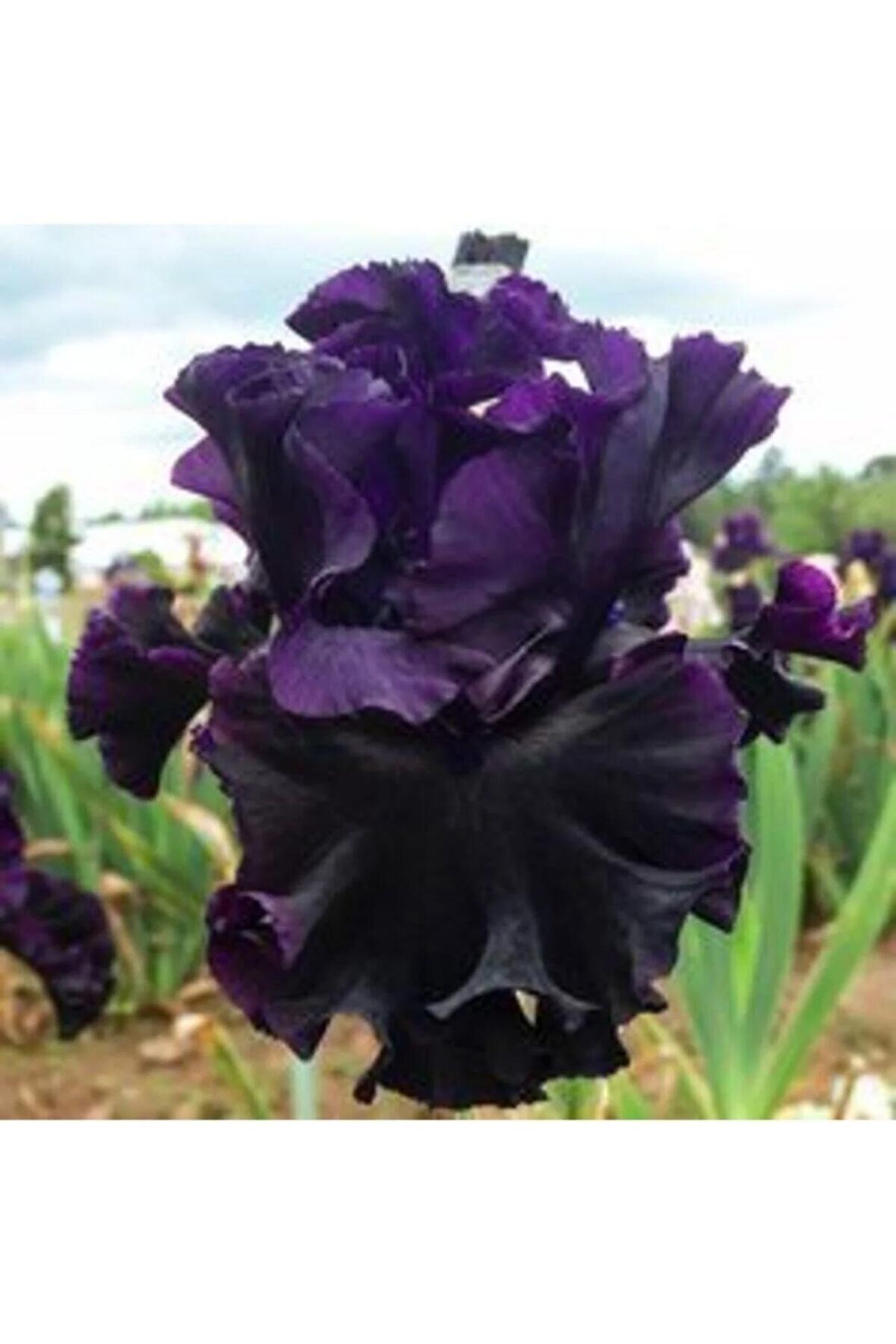 2 Adet Black Iris (süsen) Germenica Çiçek Soğanı