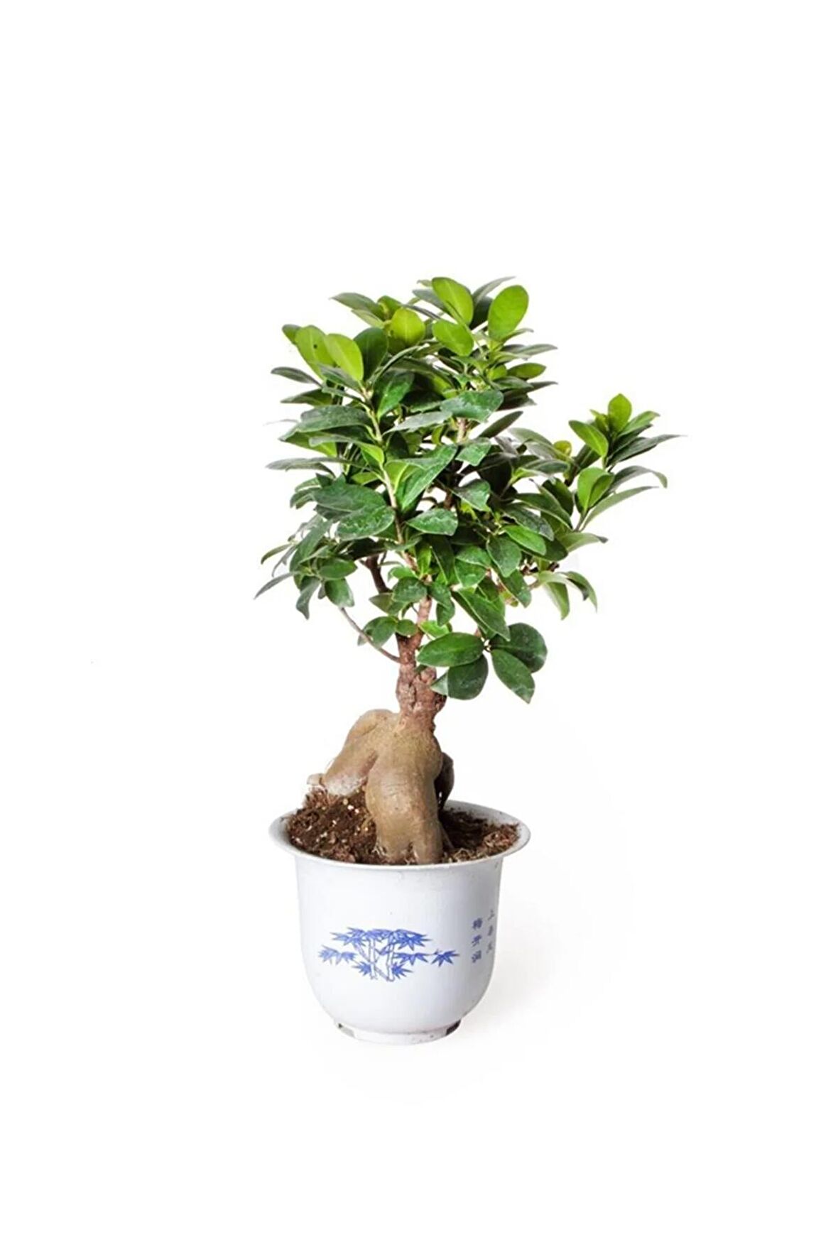 Ficus Ginseng Bonsai - Adam Ağaç - Ev Ofis Salon Iç Mekan Bitkisi - Ø:17 Cm - H:40 Cm