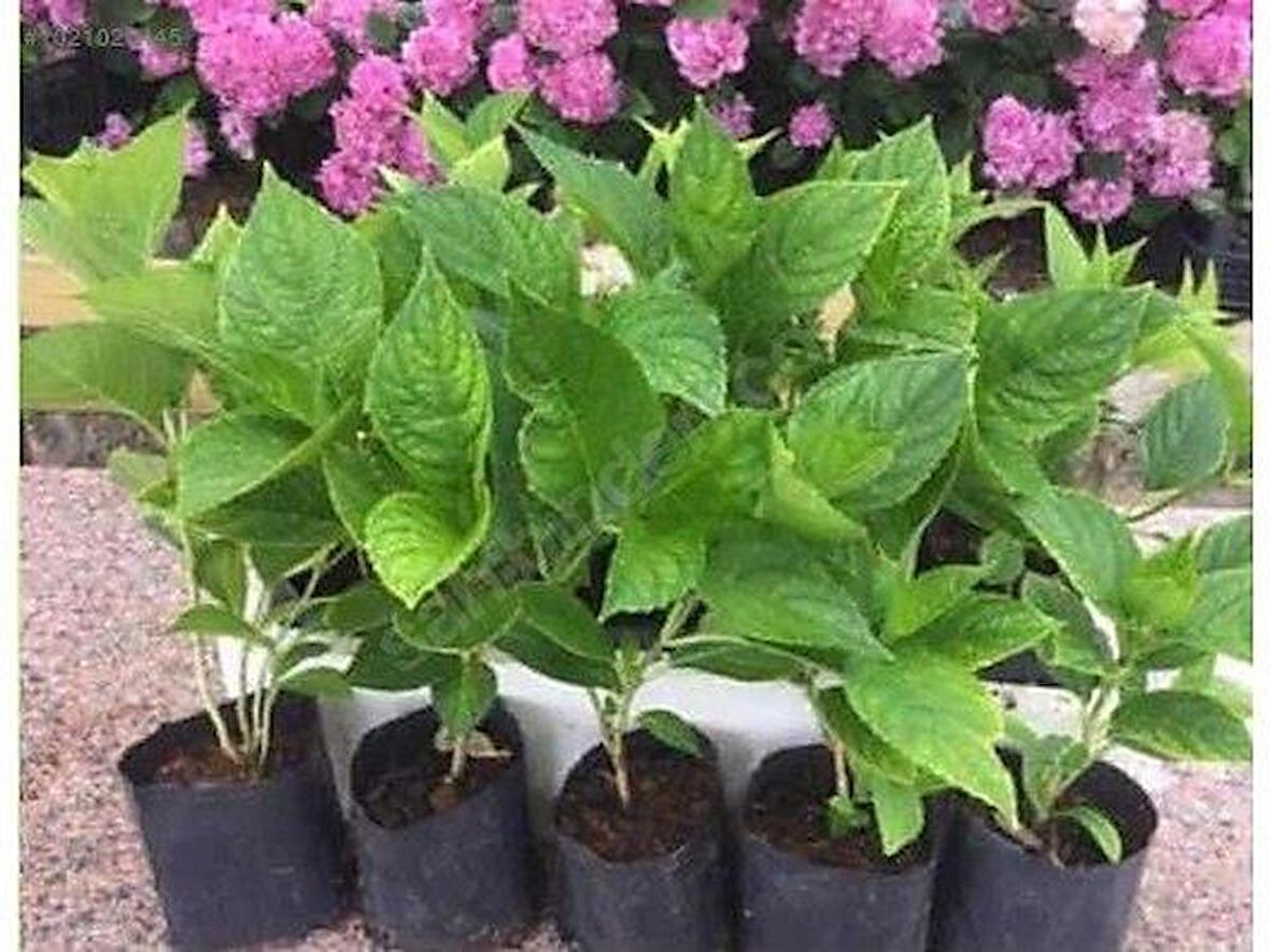 Hydrangea Macrophylla White Beyaz Ortanca Fidanı Fidesi 10-30 Cm 