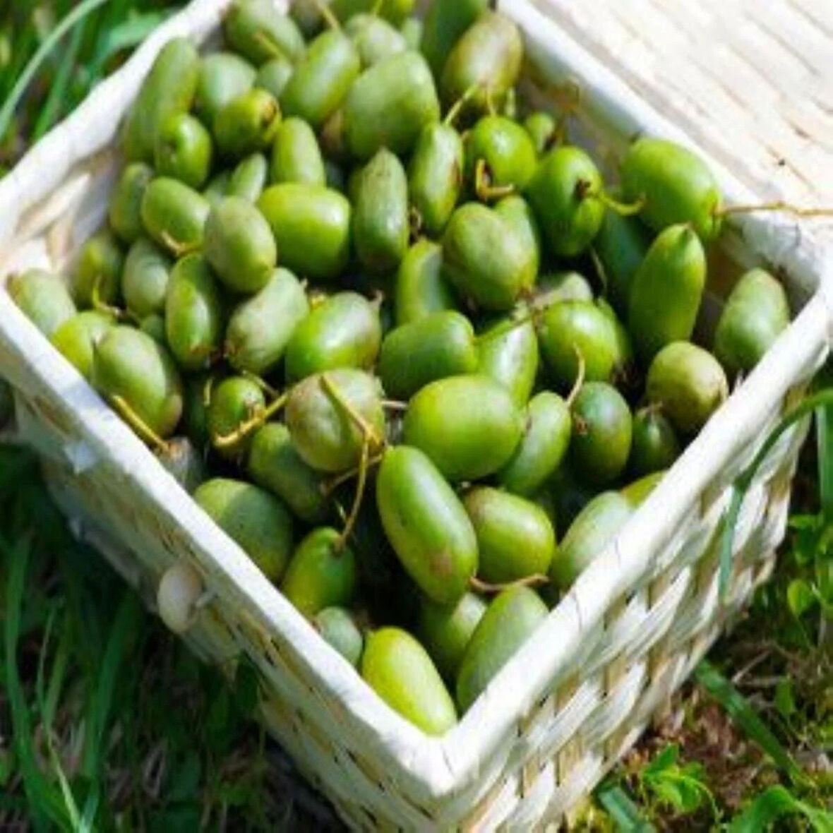 "2 Adet Saksılı Mini Kivi (Actinidia arguta) Fidanı - Lezzetli ve Besleyici Meyveler"