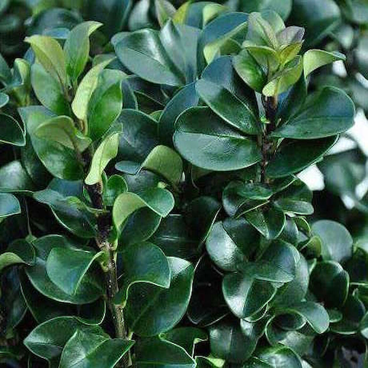 Hızlı Büyüyen Ligustrum [Kurt Bağrı Fidanı] fidanı 2 yaş tüplü