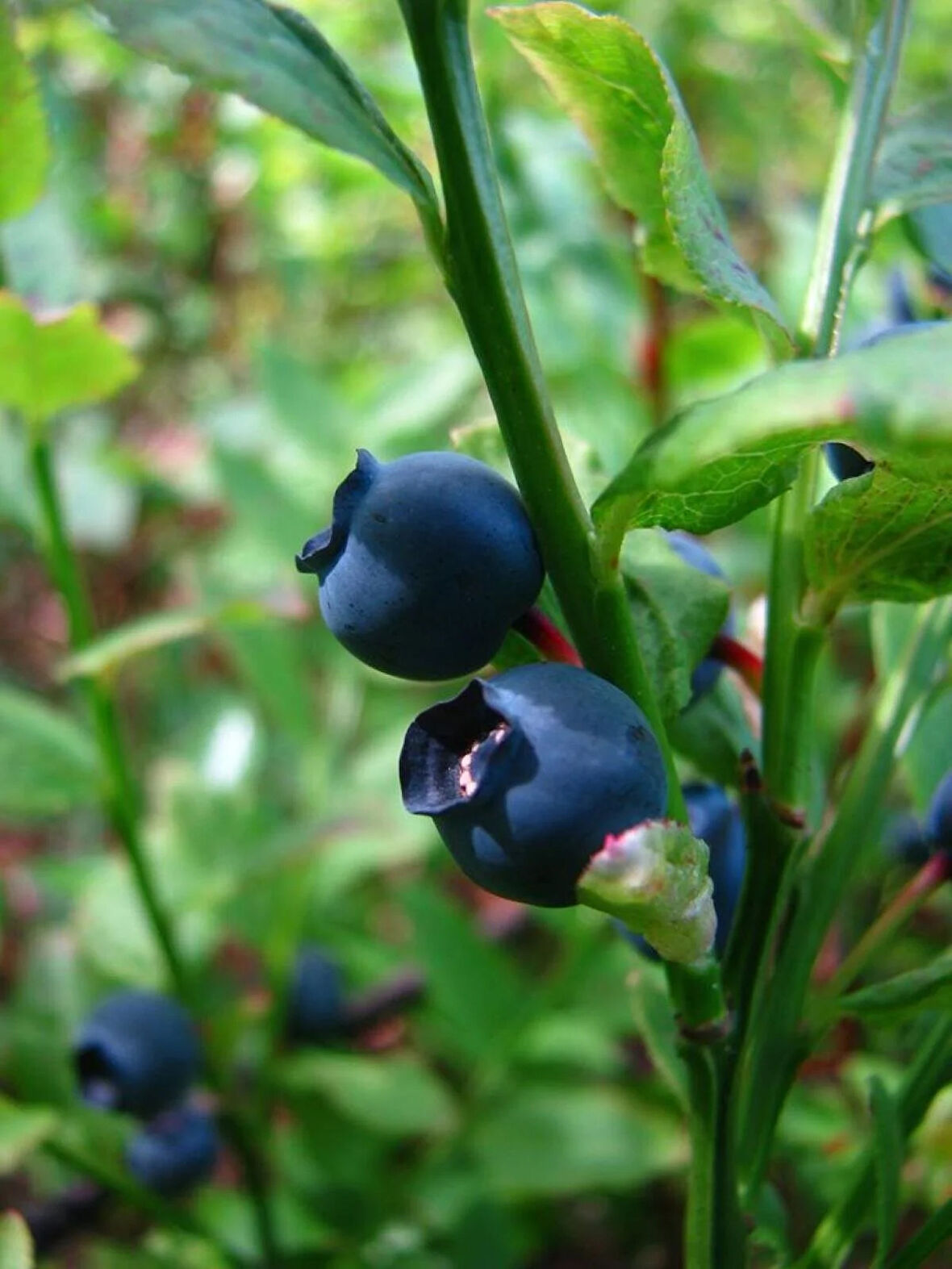 1 Adet  Yaban Mersini Fidanı (Vaccinium corymbosum) - Sağlıklı ve Besleyici Meyveler 25-35 cm