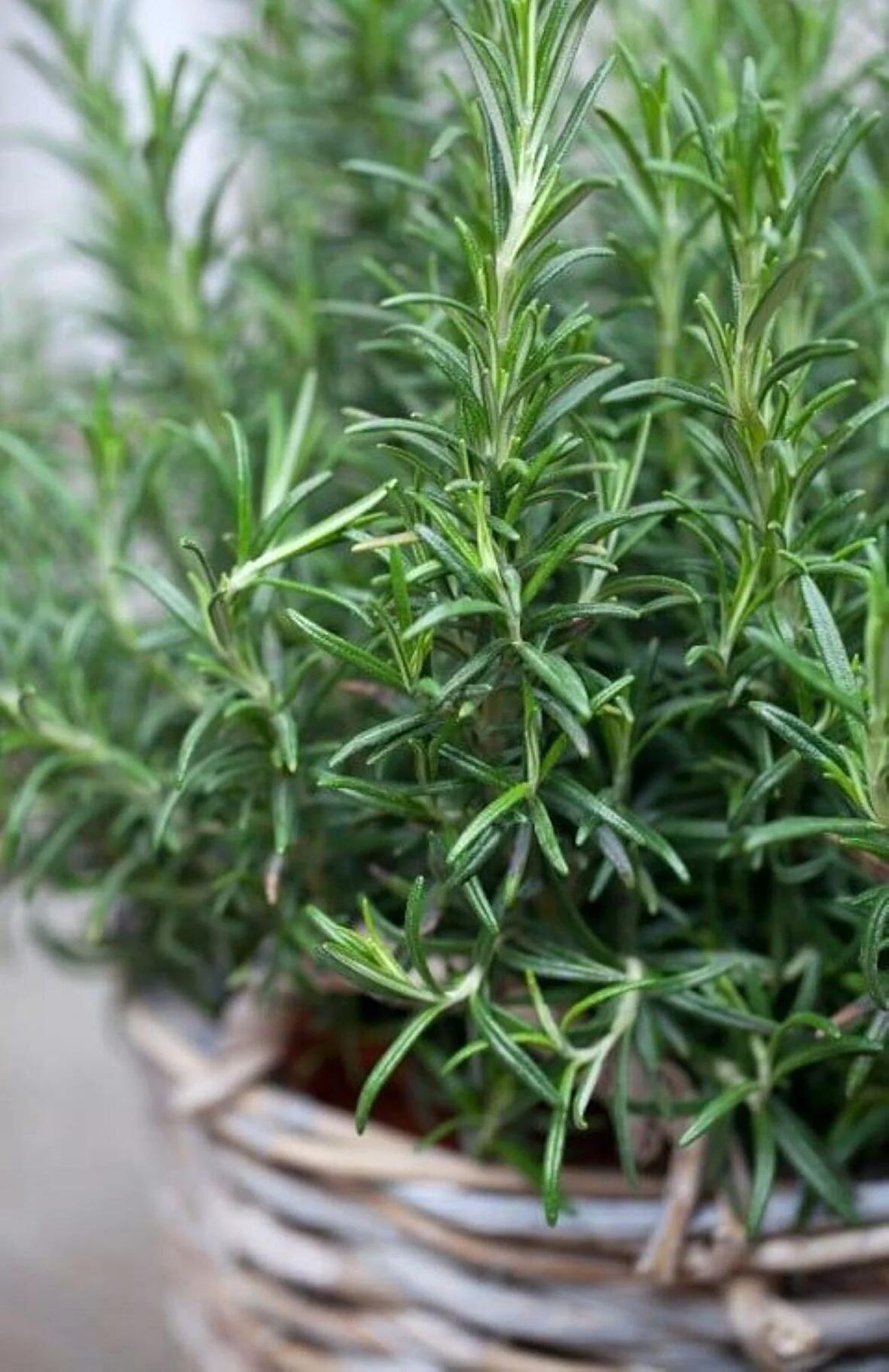 Rosemary Biberiye Fidanı 1 Adet 15-25 Cm Rosemary