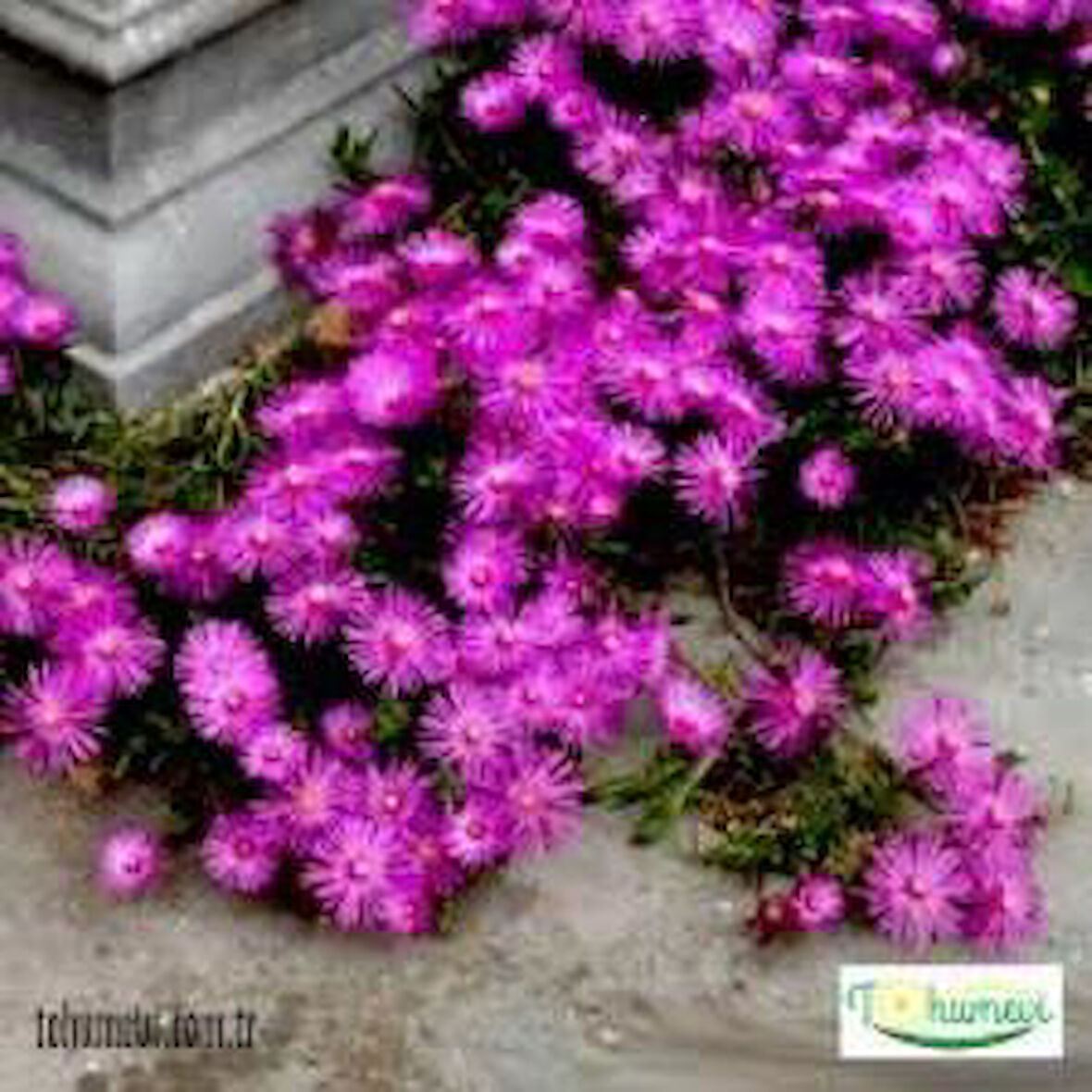 Yer Örtücü Acem Halısı Çiçeği Fidanı Canlı Çiçek 10-20 cm