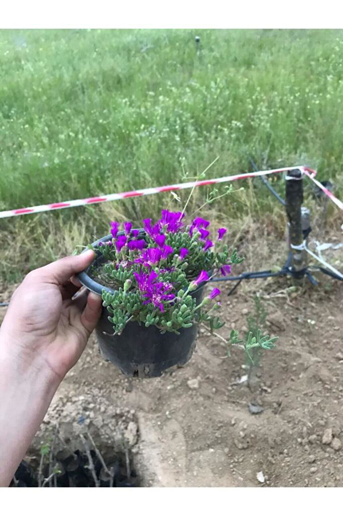 Acem Halısı Çiçeği Fidanı 10-20 cm