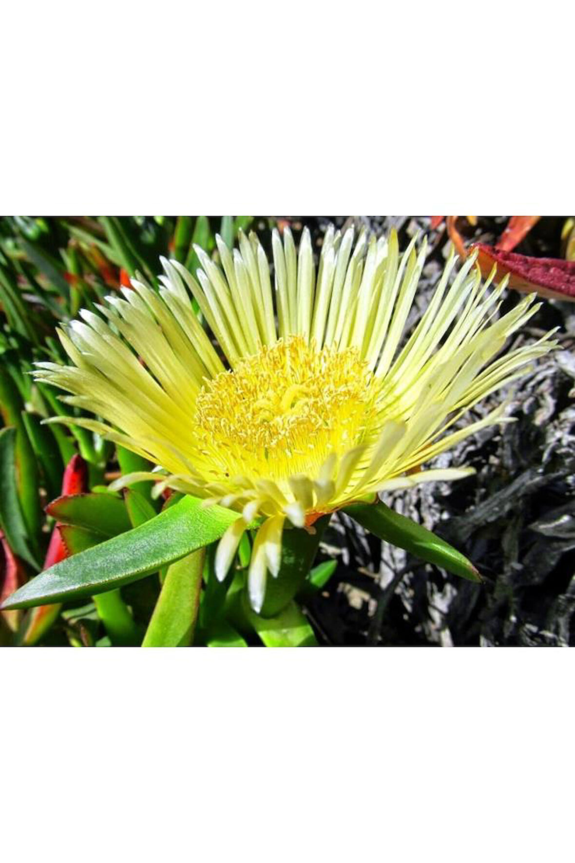 Kaz Ayağı Çiçeği Yer Örtücü Bitki 2 Adet (carpobrotus Acinaciformis)