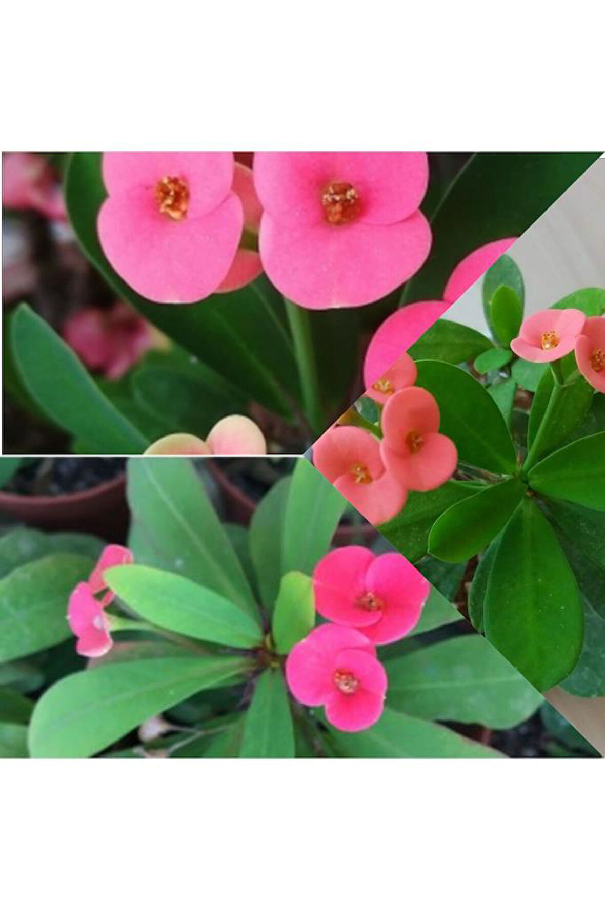 Pembe Japon Iğnesi Dikenler Tacı Euphorbia Milii Fidanı 10-20 cm