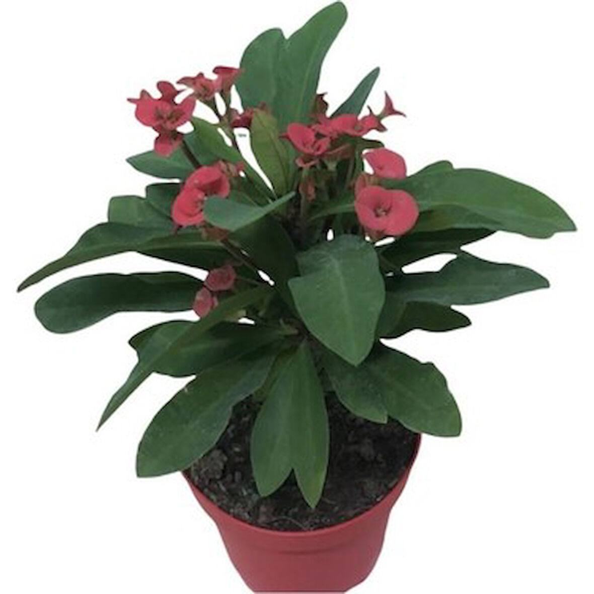 Orta Boy Kırmızı Dikenler Tacı Japon İğnesi Euphorbia Milii 10-20 Cm