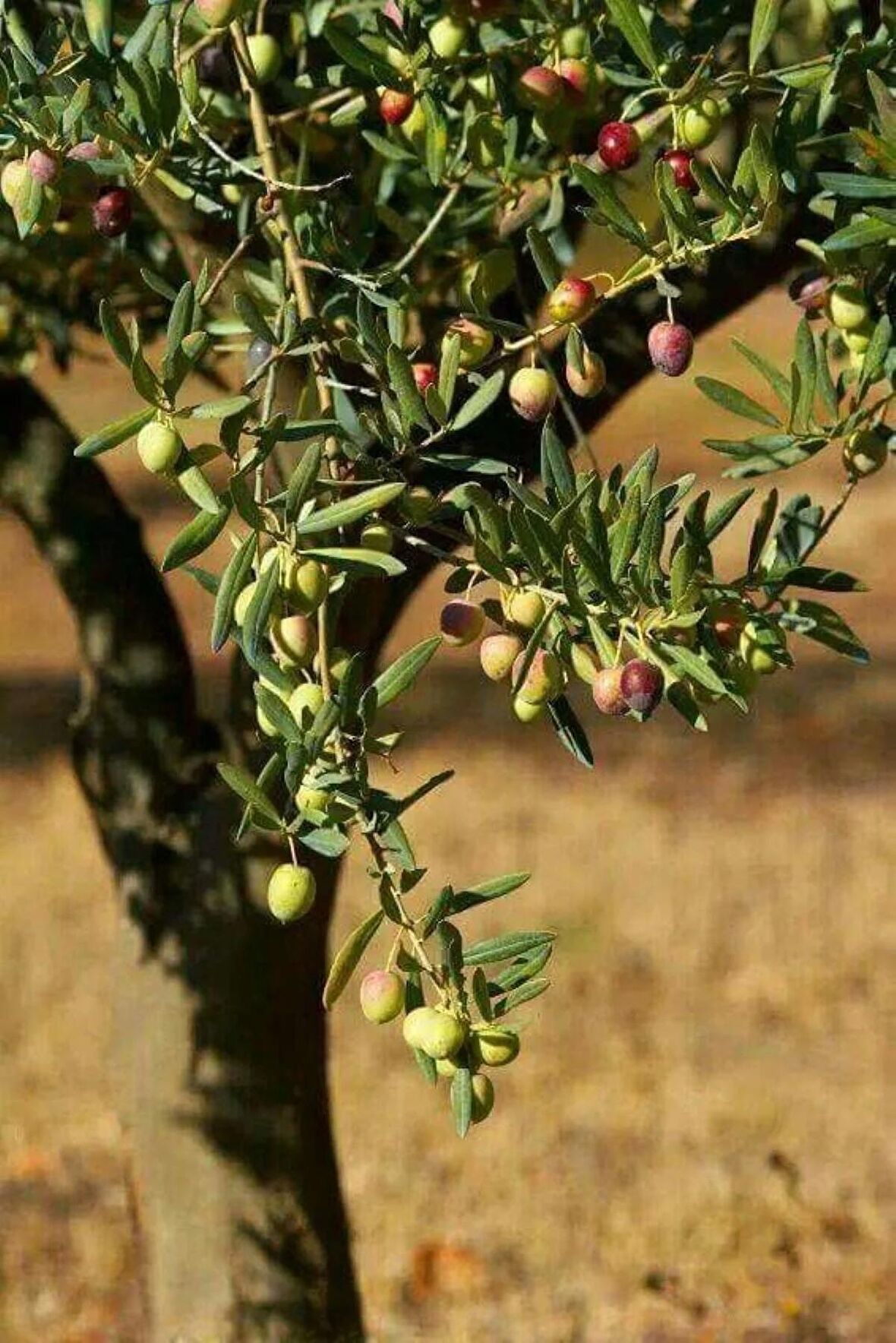 2 Adet Zeytin Ağacı Fidanı: Hem Lezzetli Hem de Faydalı: Her Bahçeye Uygun