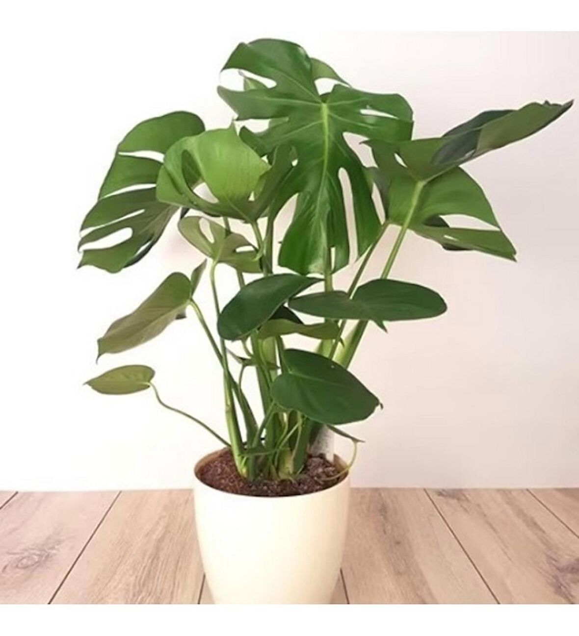 Deve Tabanı Bitkisi Ithal 70 90 Cm Dekoratif Beyaz Saksılı Monstera Deliciosa