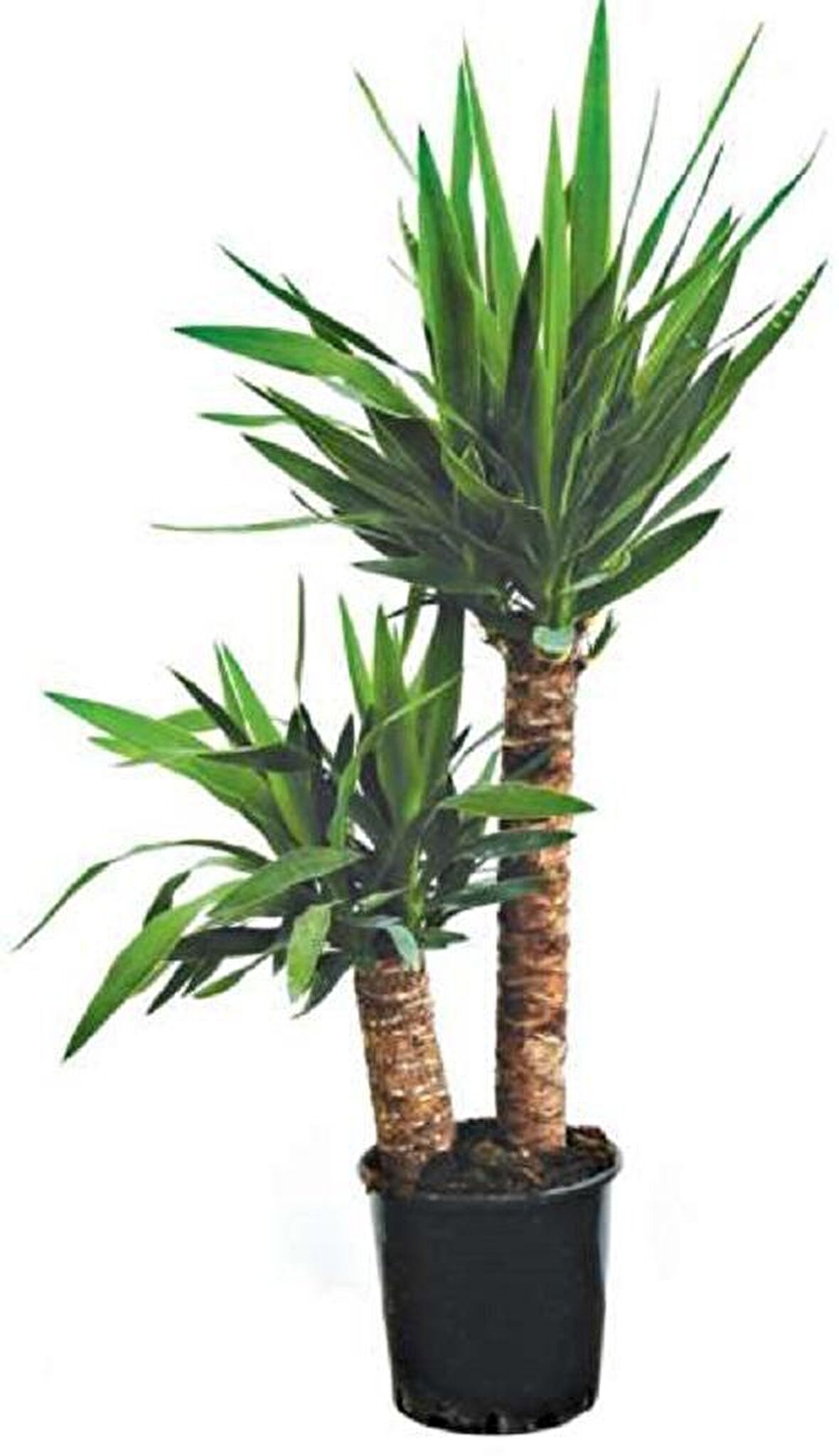 Yucca Dracena 2 Köklü İç Mekan Bitkisi Ofis Bitkisi Salon Bitkisi