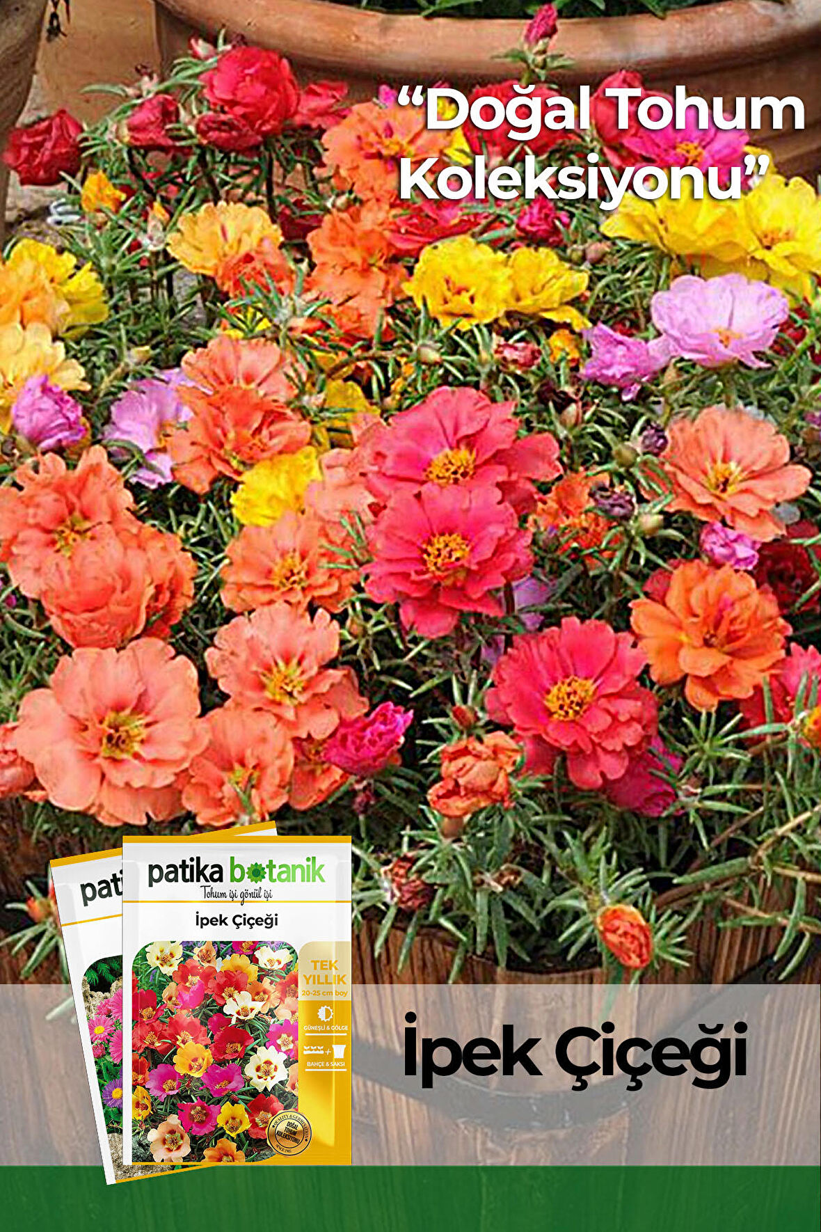 100 Adet İpek - Şellaki (Portulaca Grandiflora) Çiçek Tohumu 