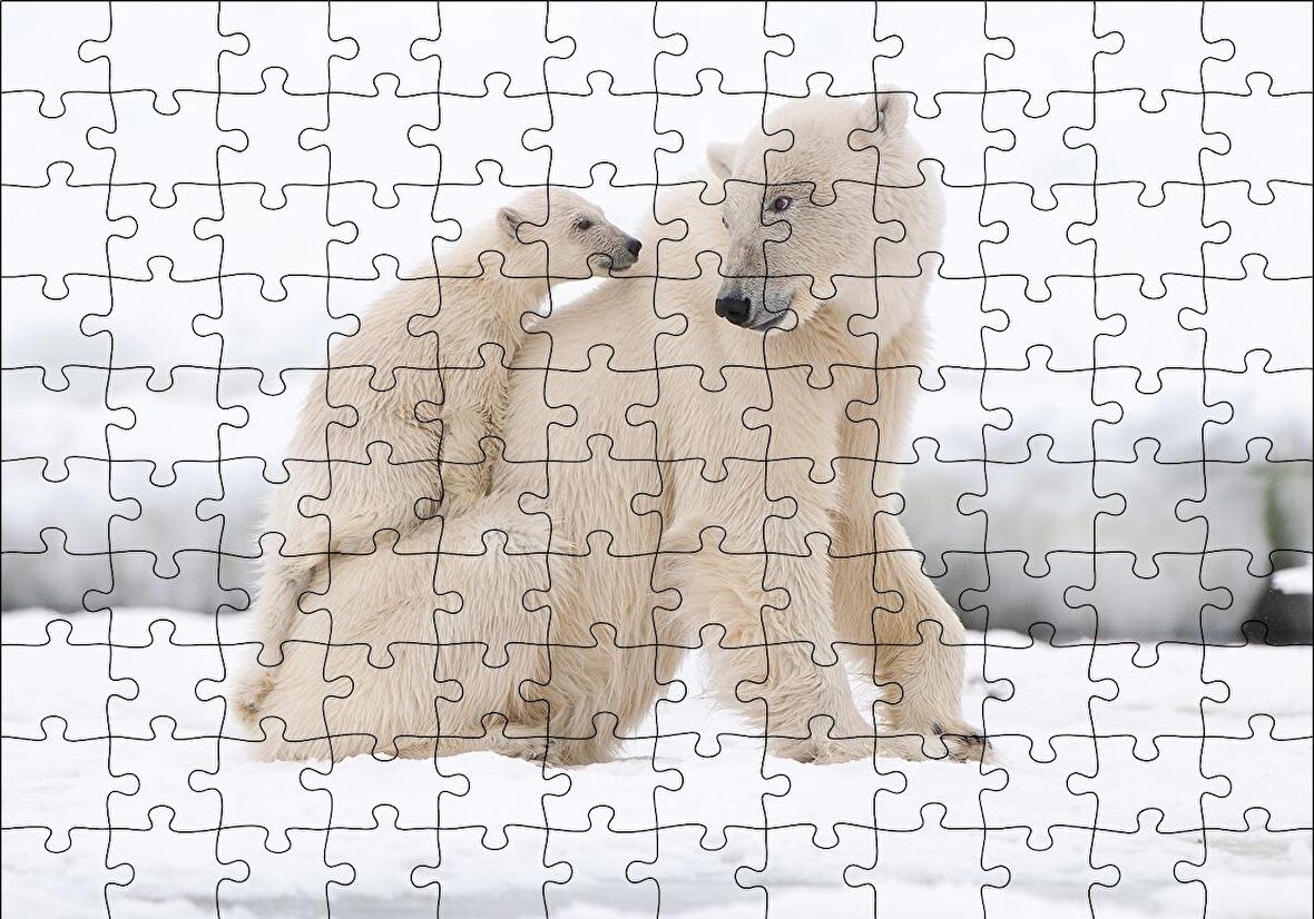 Cakapuzzle  Beyaz Ayı Ailesi Kutup Puzzle Yapboz MDF Ahşap