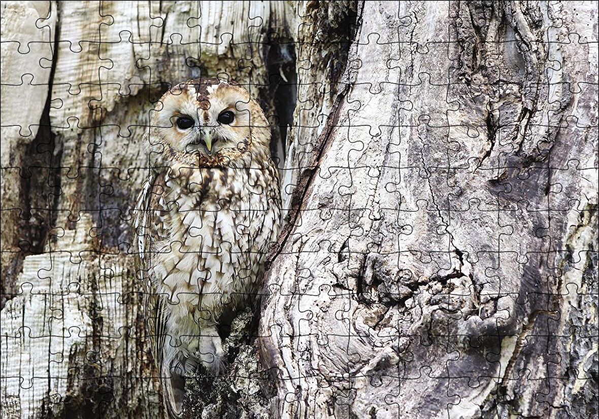 Cakapuzzle  Kamufle Baykuş Puzzle Yapboz MDF Ahşap