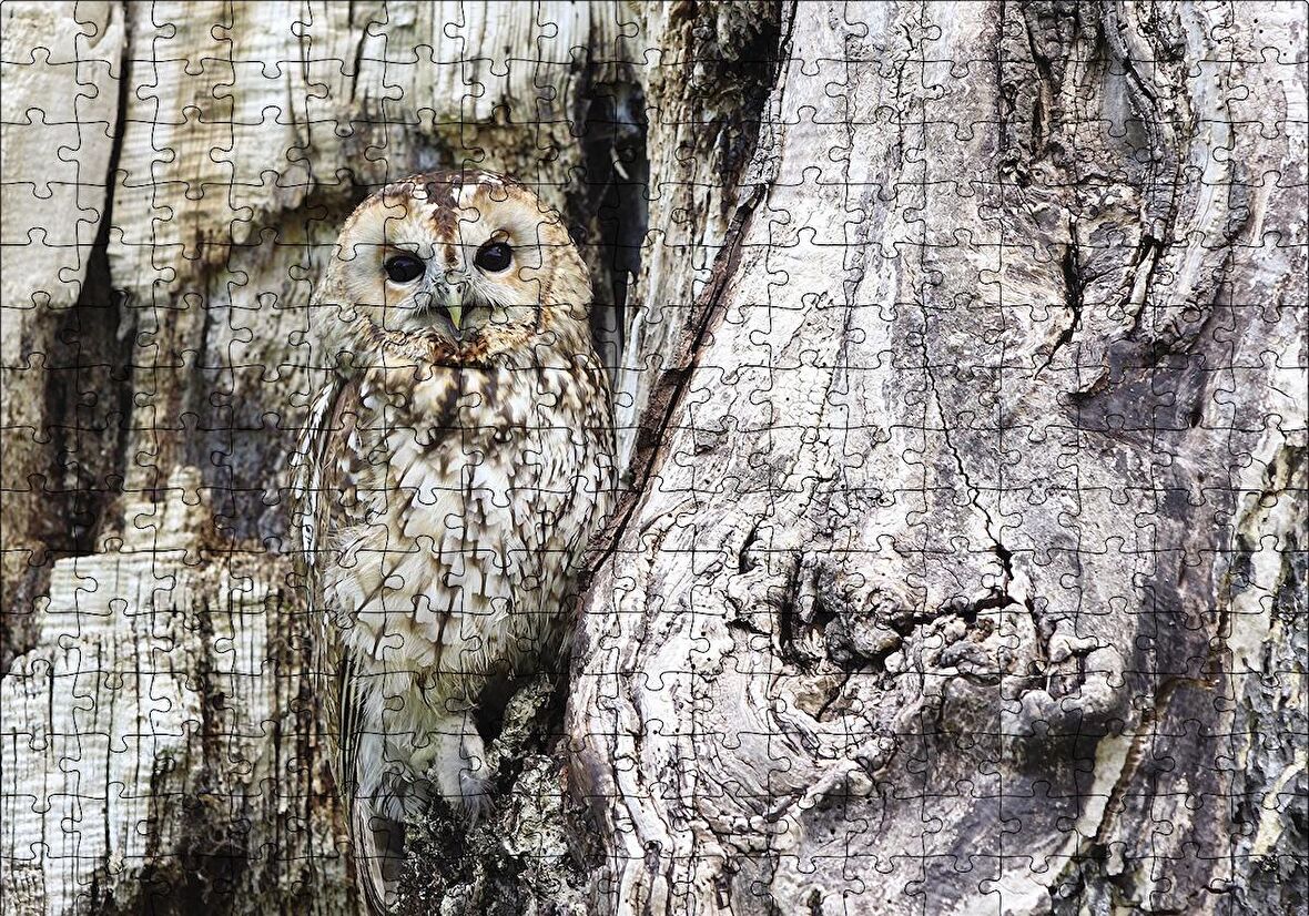 Cakapuzzle  Kamufle Baykuş Puzzle Yapboz MDF Ahşap