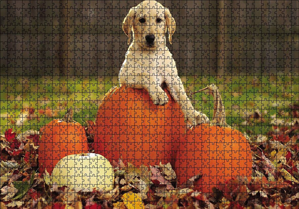 Cakapuzzle  Köpek Kabaklar Puzzle Yapboz MDF Ahşap