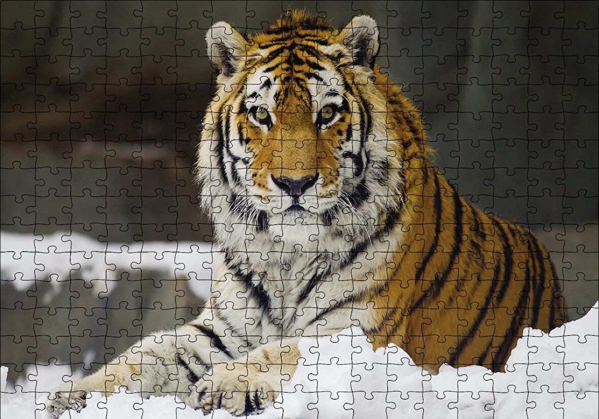 Cakapuzzle  Sibirya Kaplanı Puzzle Yapboz MDF Ahşap