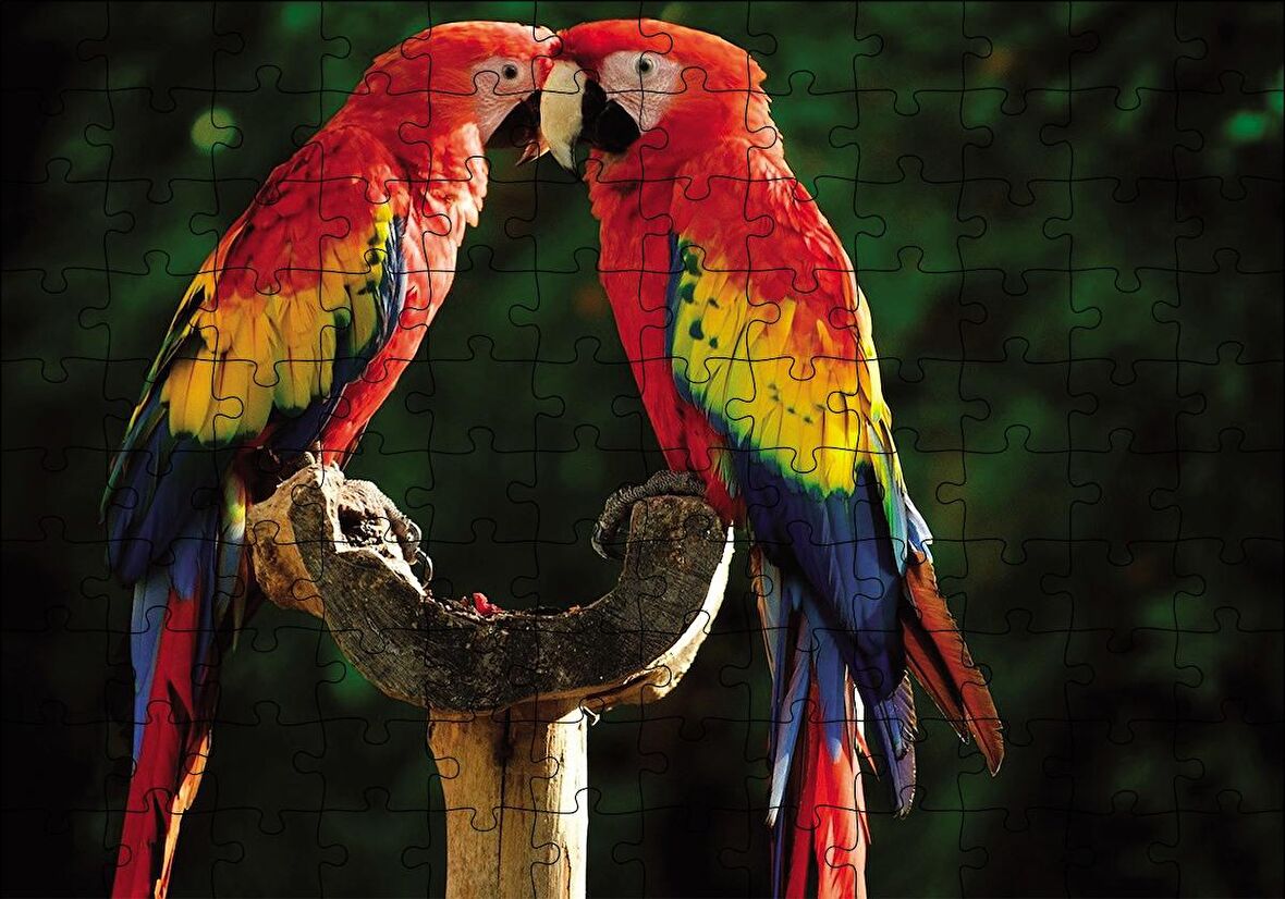 Cakapuzzle  Aşık Papaganlar Puzzle Yapboz MDF Ahşap