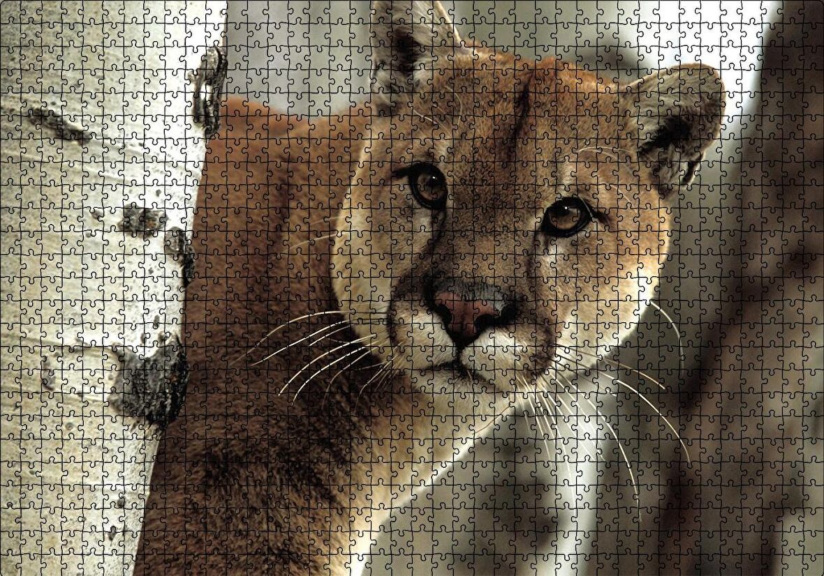 Cakapuzzle  Doğadaki Puma Puzzle Yapboz MDF Ahşap