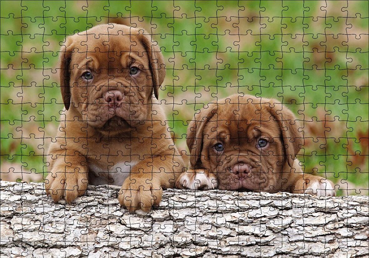 Cakapuzzle  Meksika Yavru Köpekler Görseli Puzzle Yapboz MDF Ahşap