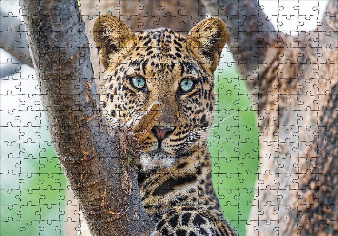 Cakapuzzle  Ağaç Dallarında Genç Leopar Puzzle Yapboz MDF Ahşap