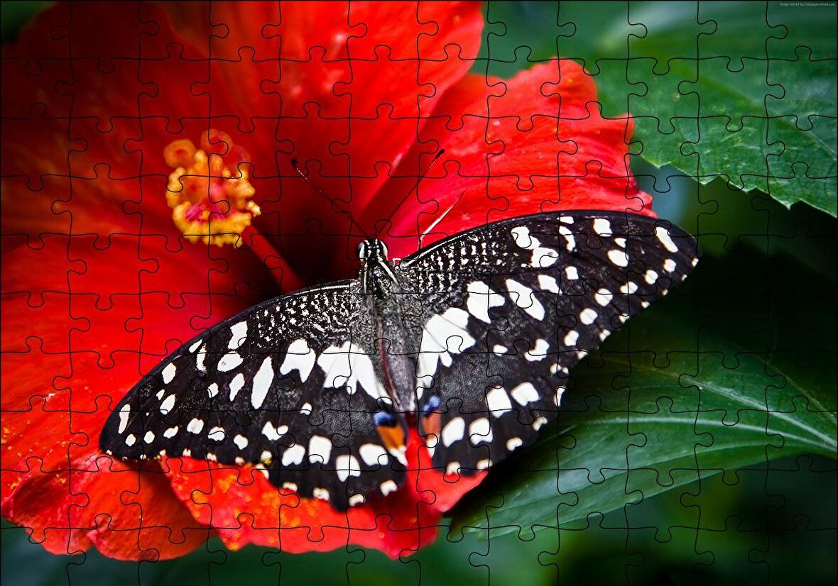 Cakapuzzle  Gülhatmi Çiçeği ve Siyah Beyaz Kelebek Puzzle Yapboz MDF Ahşap