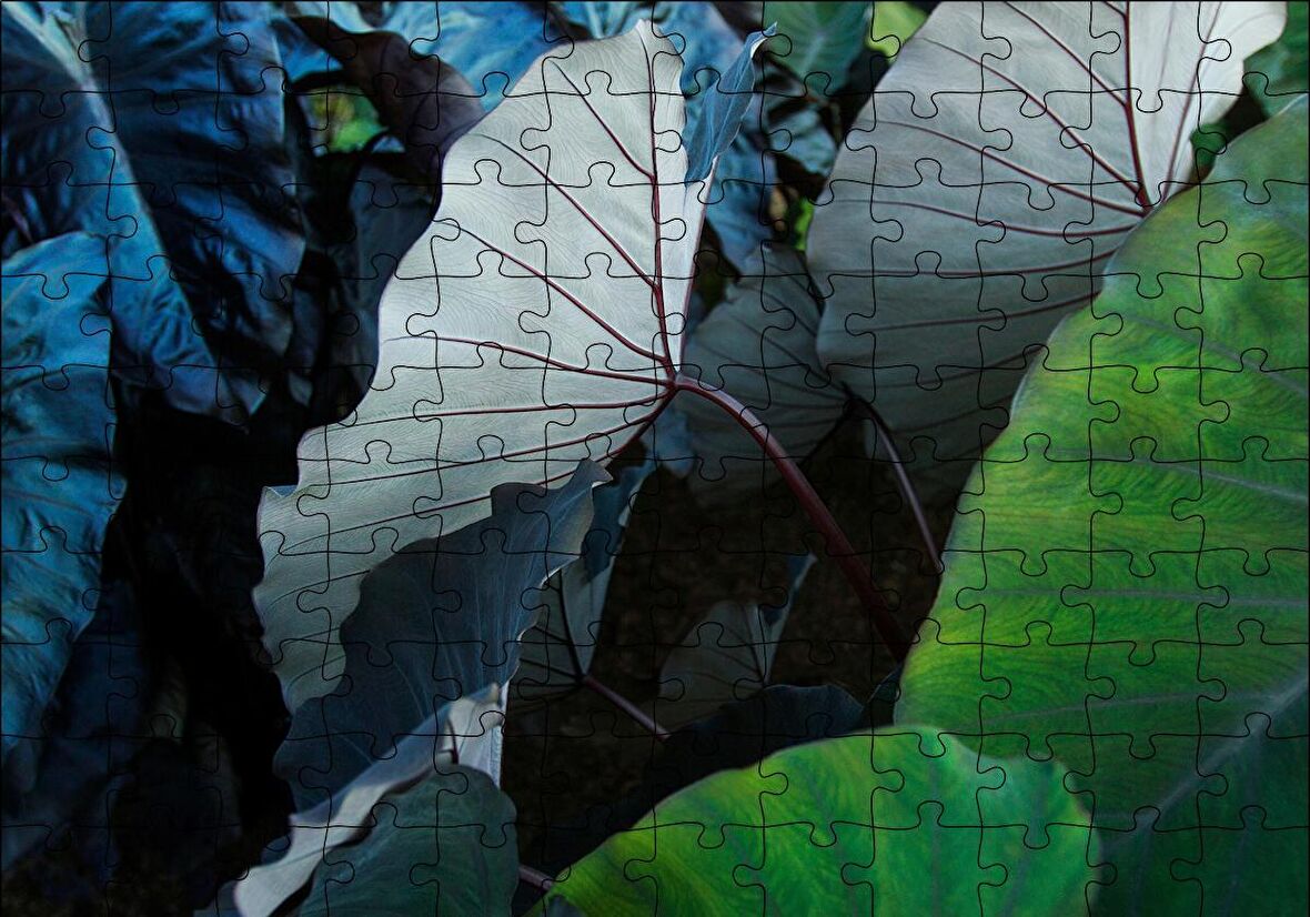 Cakapuzzle  Renkli Dev Yapraklar Puzzle Yapboz MDF Ahşap