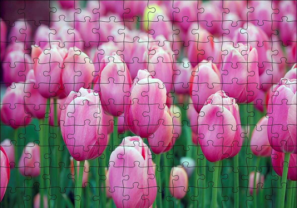 Cakapuzzle  Bahçede Pembe Laleler Puzzle Yapboz MDF Ahşap