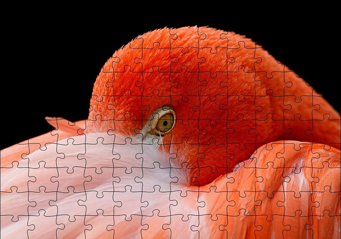 Cakapuzzle  Amerikan Flamingosu Siyah Arka Plan Puzzle Yapboz MDF Ahşap