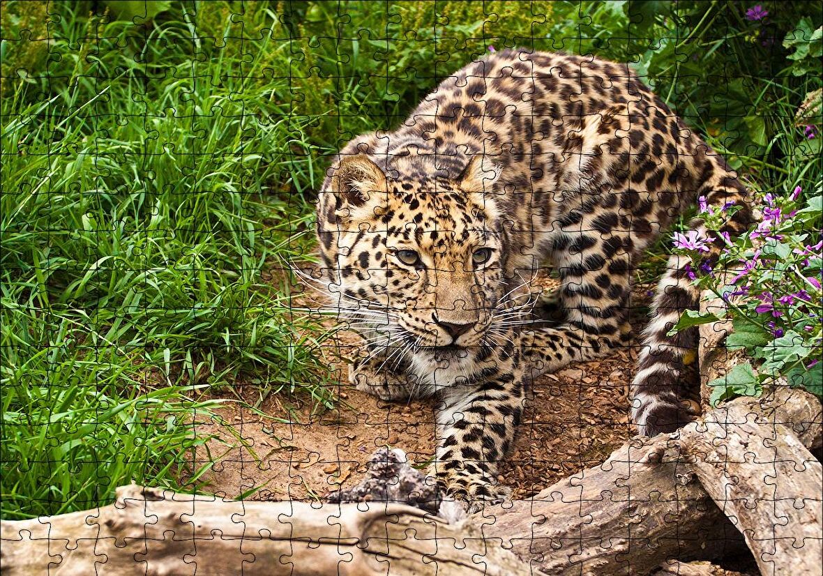 Cakapuzzle  Çayırdaki Leopar Pusuda Puzzle Yapboz MDF Ahşap