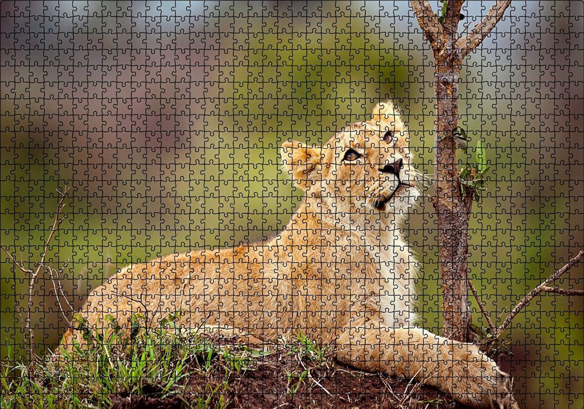 Cakapuzzle  Dişi Genç Aslan Puzzle Yapboz MDF Ahşap