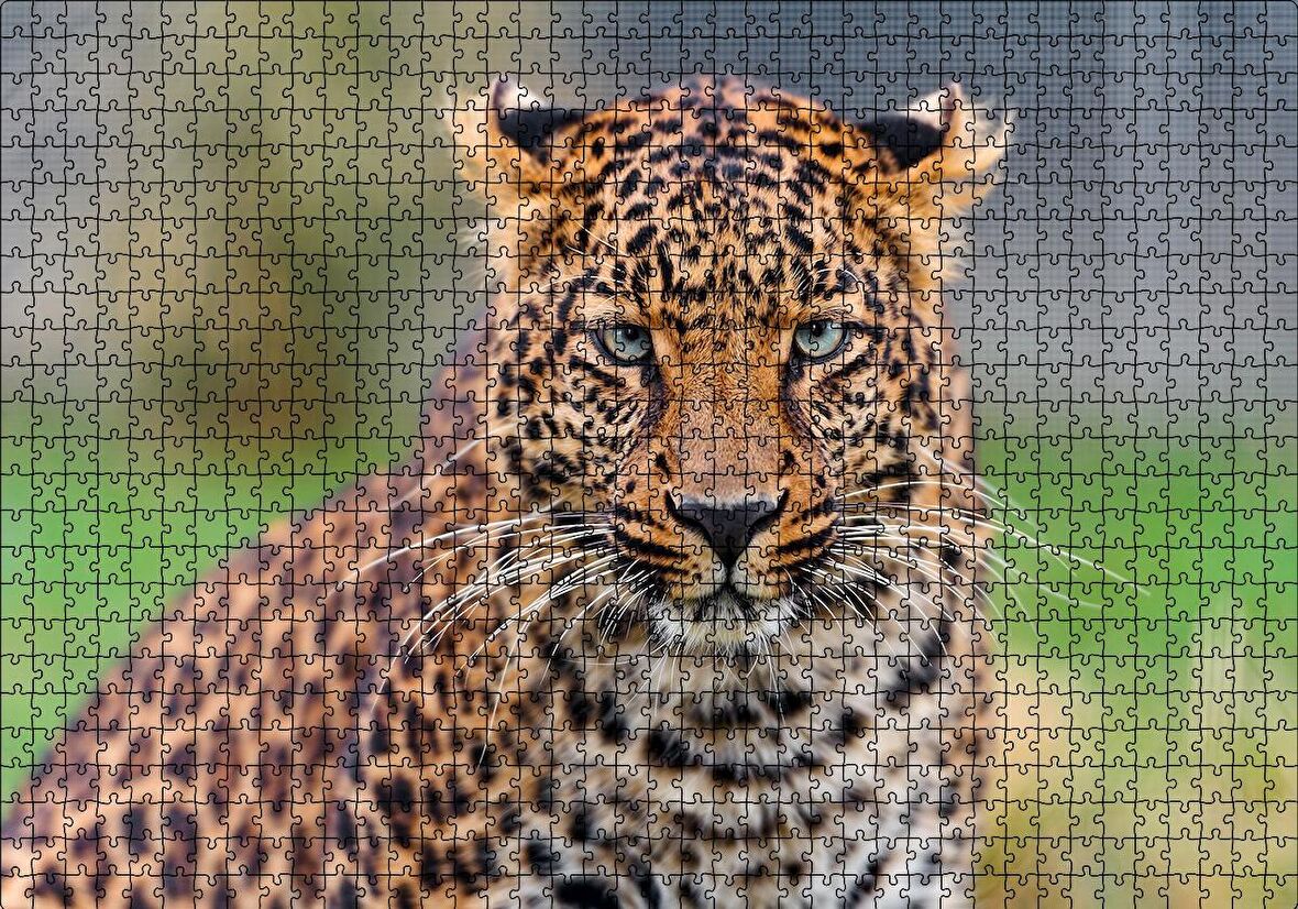 Cakapuzzle  Genç Leopar Puzzle Yapboz MDF Ahşap