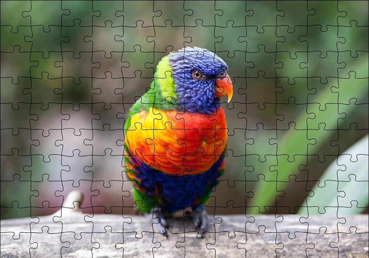 Cakapuzzle  Gökkuşağı Lorikeet Papağanı Puzzle Yapboz MDF Ahşap
