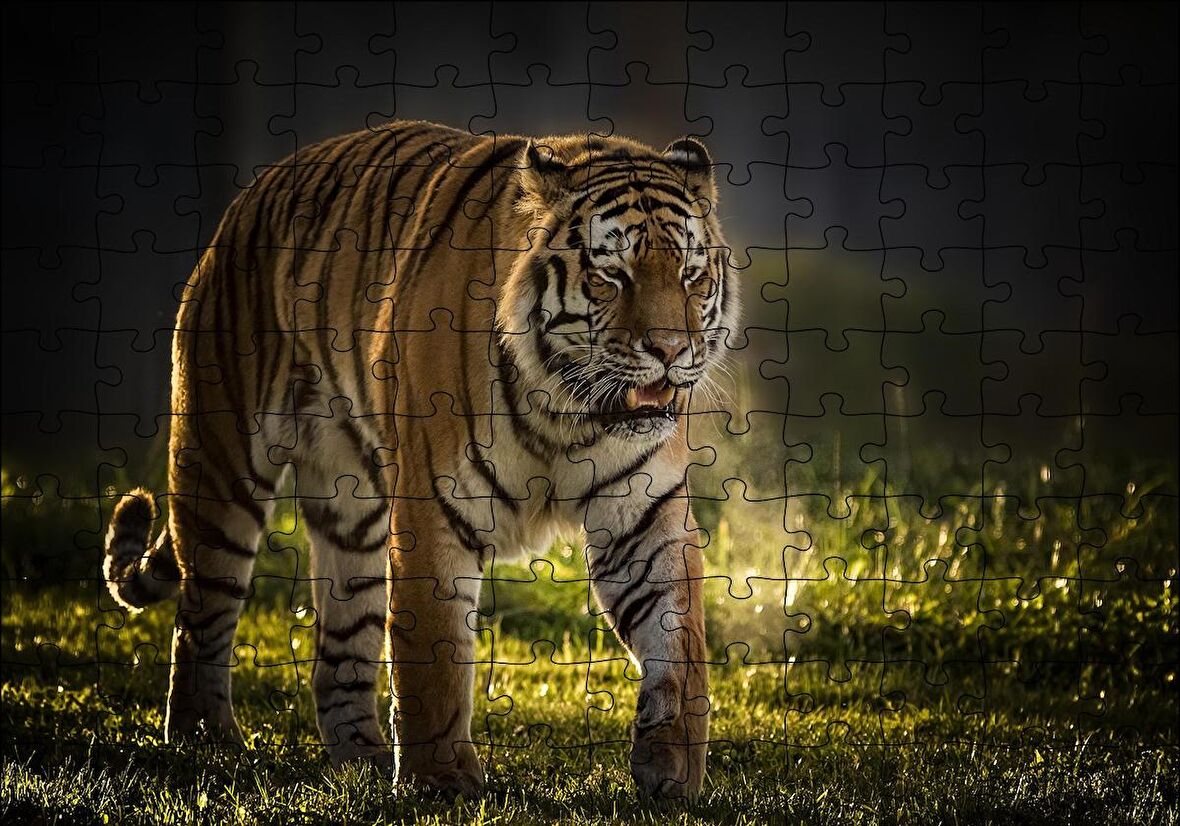 Cakapuzzle  Yorkshire Vahşi Yaşam Parkı Kaplan Vladimir Puzzle Yapboz MDF Ahşap