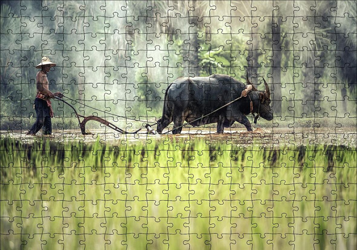 Cakapuzzle  Pirinç Tarlası Süren Vietnamlı Puzzle Yapboz MDF Ahşap