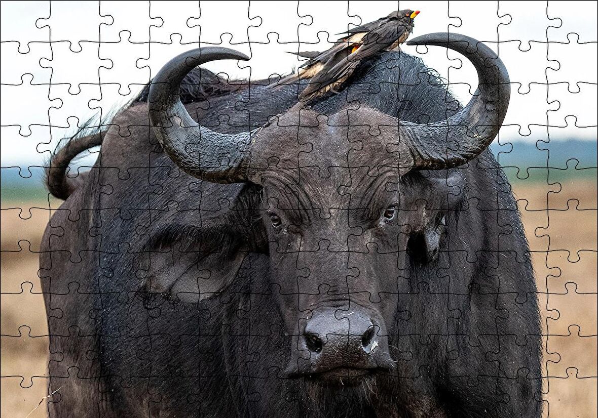 Cakapuzzle  Buffalo ve Sırtındaki Kuş Arkadaşları Puzzle Yapboz MDF Ahşap