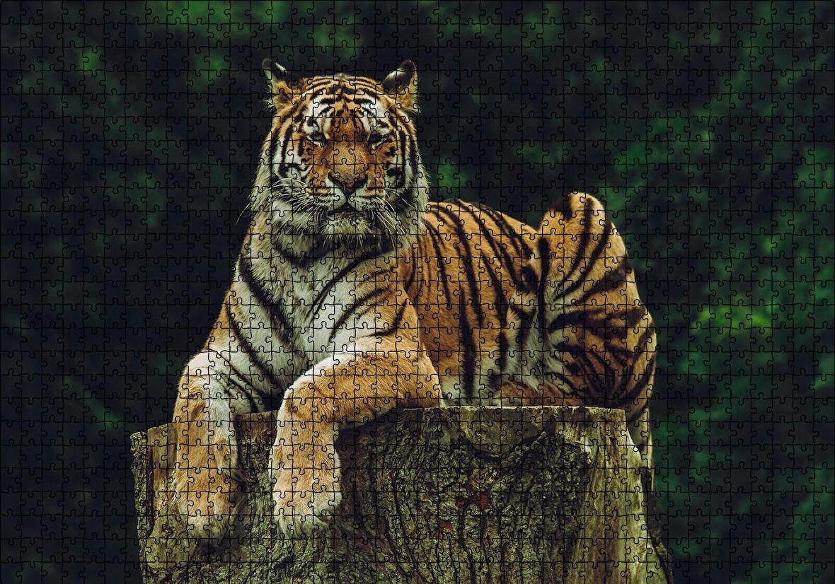 Cakapuzzle  Kütüğün Üzerindeki Bengal Kaplanı Puzzle Yapboz MDF Ahşap
