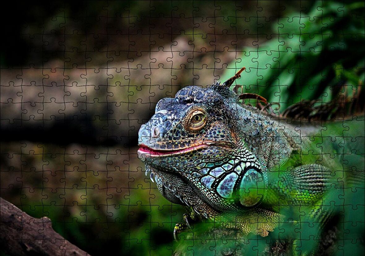 Cakapuzzle  Muhteşem Renkleriyle Iguana Puzzle Yapboz MDF Ahşap