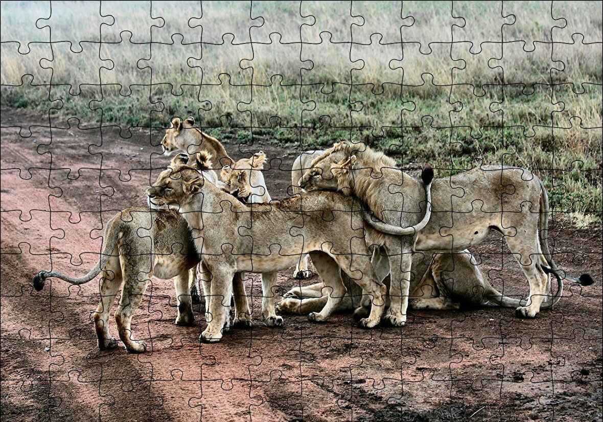 Cakapuzzle  Toprak Yolun Ortasında Aslan Ailesi Puzzle Yapboz MDF Ahşap