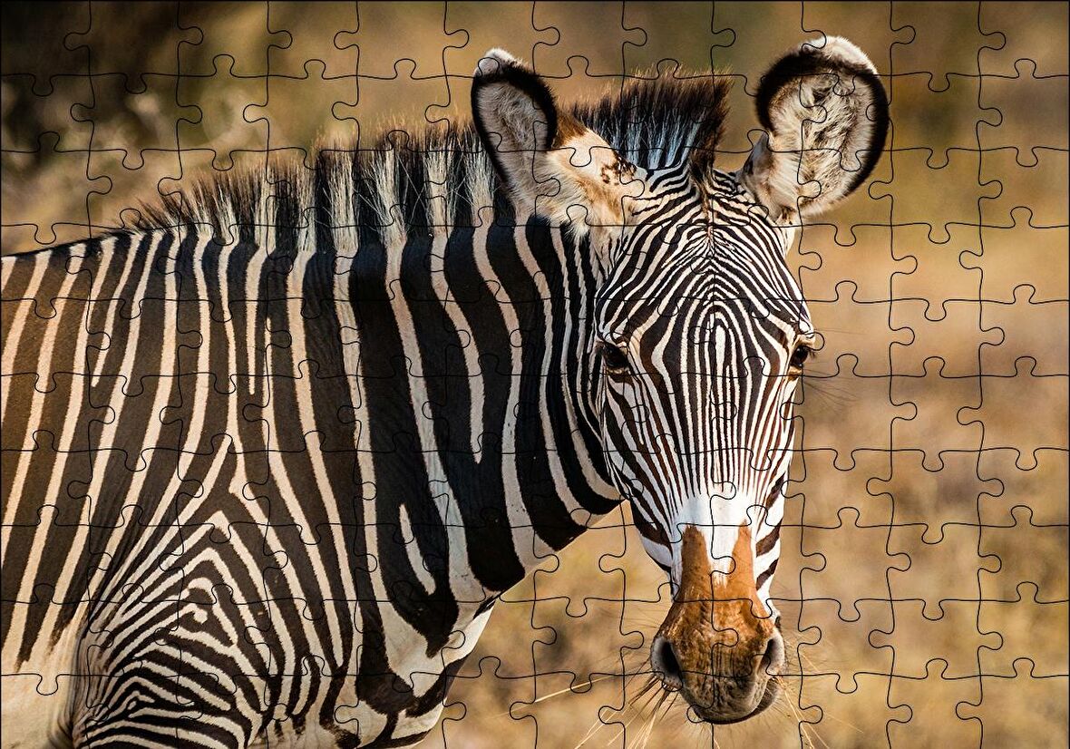 Cakapuzzle  Zebra ve Muhteşem Dalgalı Şeritleri Puzzle Yapboz MDF Ahşap