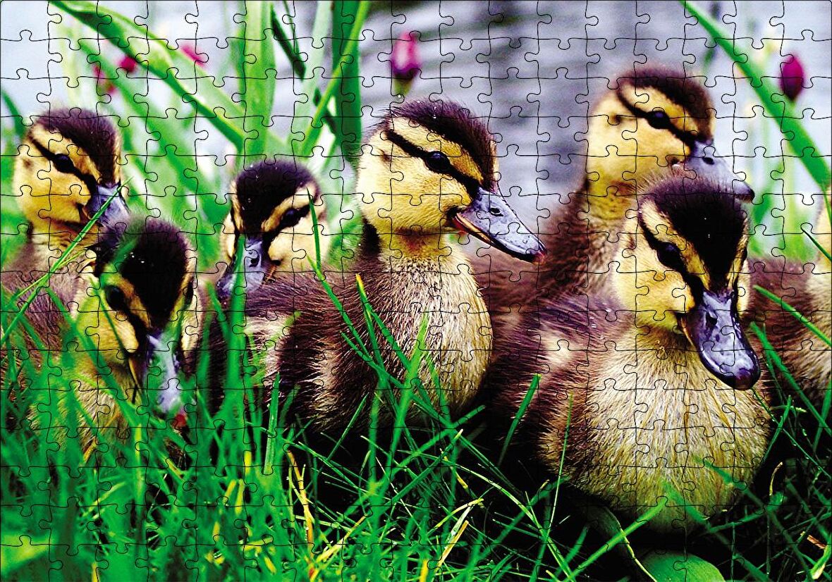 Cakapuzzle  Çayırda Ördek Yavruları Puzzle Yapboz MDF Ahşap