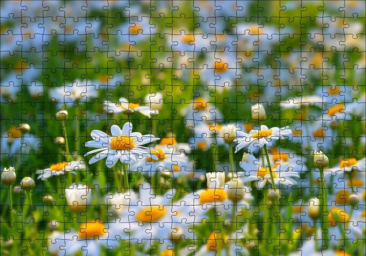 Cakapuzzle  Papatya Tarlası Puzzle Yapboz MDF Ahşap