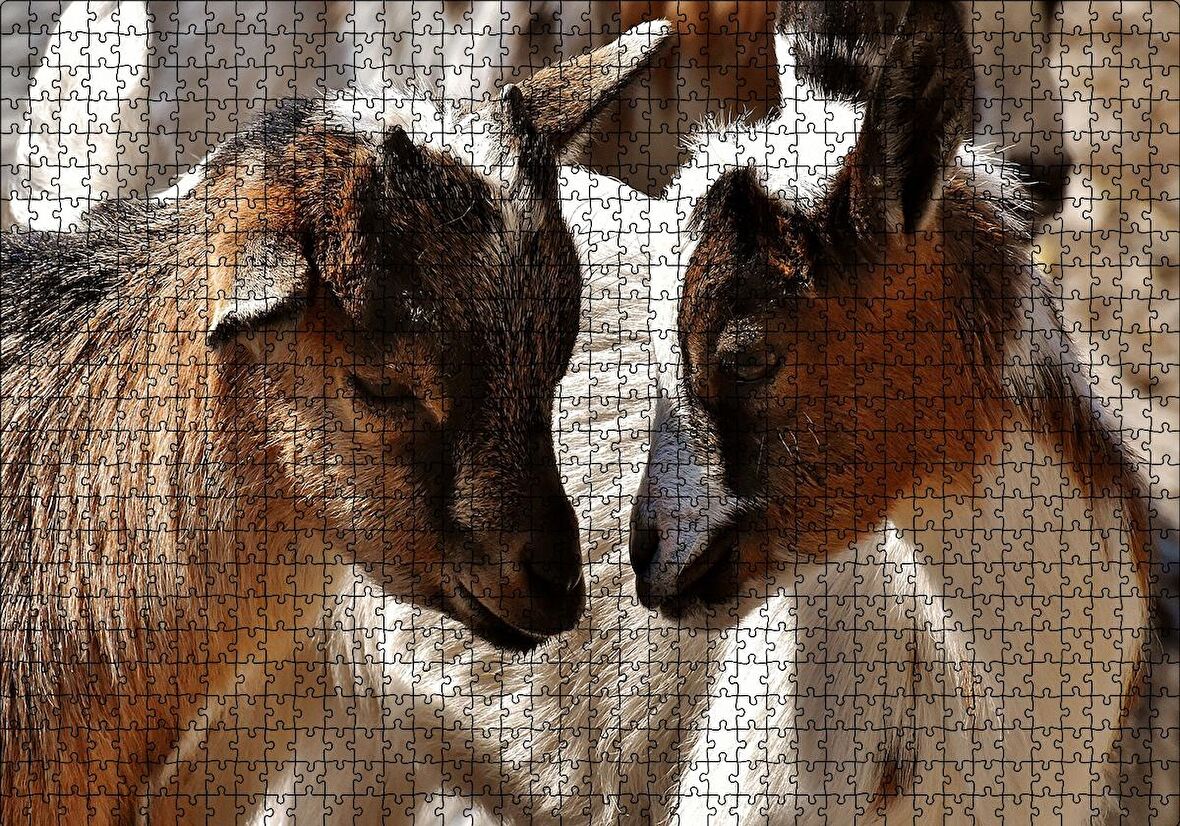 Cakapuzzle  Sevimli Oğlaklar Görseli Puzzle Yapboz MDF Ahşap